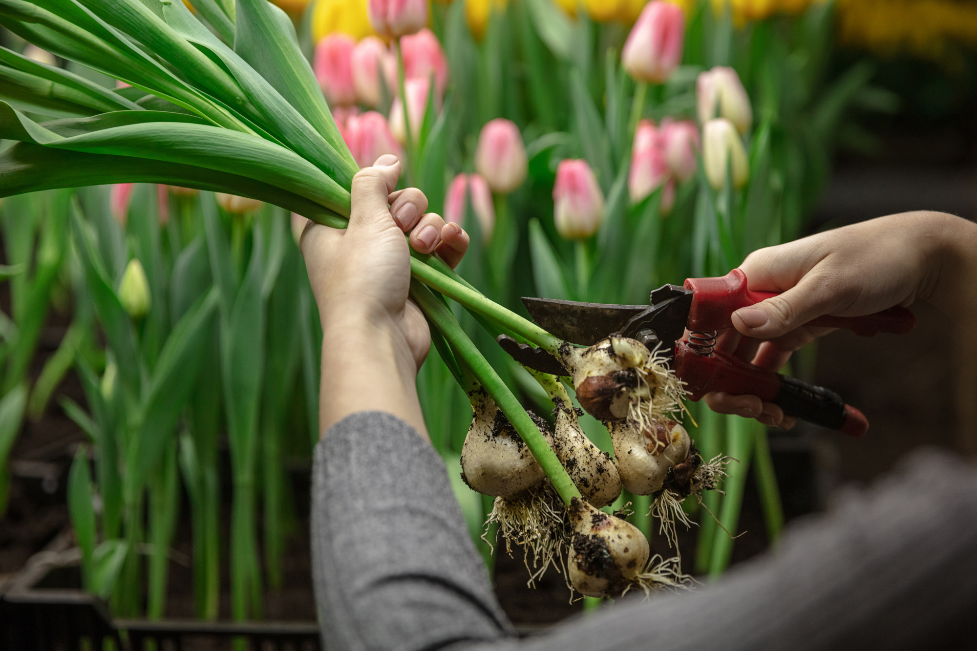 growing-tulips-in-a-greenhouse-crafted-manufacture-for-your-celebration-selected-spring-flowers-in-tender-pink-colors-mother-s-woman-s-day-preparation-for-holidays-brightful-bouquet-making-of.jpg