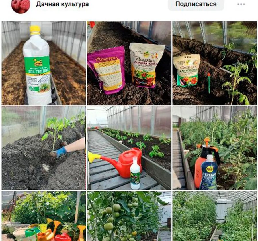Фото из отзыва: Дачная культура