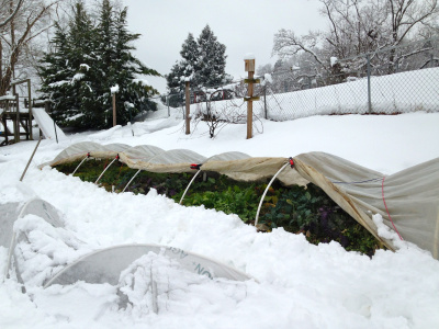 Советы по уходу (обработка, подкормка, защита, высадка) за растениями зимой