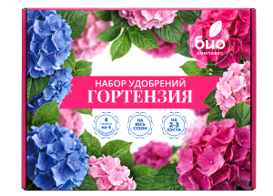 гортензия2