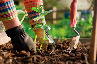 Важные садово-огородные дела в августе: шпаргалка для заботливых садоводов [Сад и Огород sadogorod]