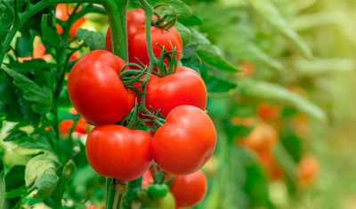 Увеличиваем урожай томатов в несколько раз!