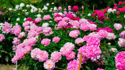 Делим и сажаем пион. Советы профессионала