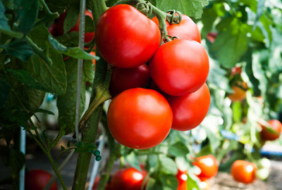 Выращивание рассады томатов - как избежать ошибок