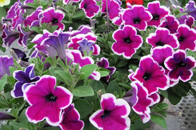 Обрезка и уход за петунией