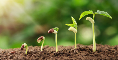 Как правильно стимулировать рост растений? Полезные советы для роста растений