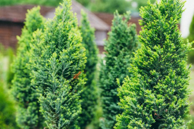 Как размножить хвойные своими руками