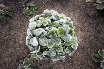 Что делать при возвратных заморозках? Советы от агронома Елены Критской