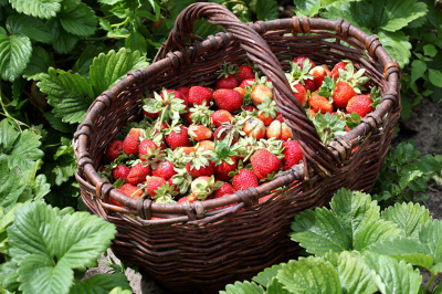 Кормим ягодные культуры во время плодоношения