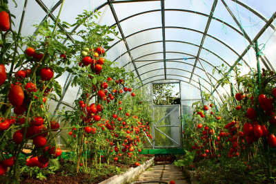 Главные проблемы томатов в теплице