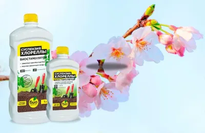 Суспензия Хлореллы - чудесные свойства зеленой водоросли