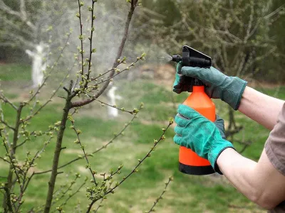 Уход за деревьями в апреле