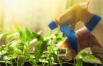 Полезные видеосоветы для эффективной подкормки рассады и хороших всходов