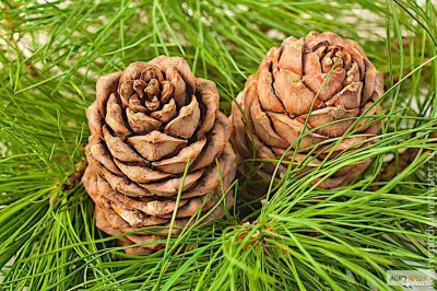 ЭКСТРАКТ КЕДРА - раскрываем уникальность препарата