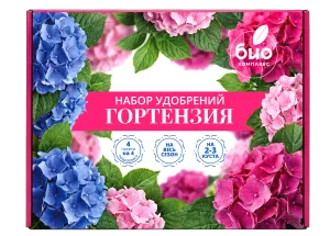 гортензия2