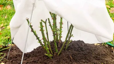 Как готовить розы к зиме