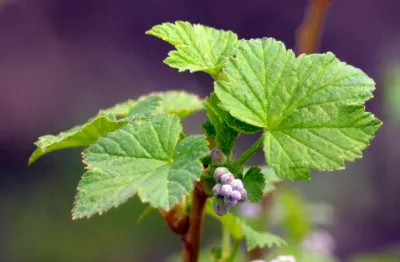 Уход за смородиной весной