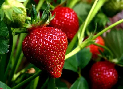 Как увеличить урожай клубники