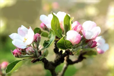 Советы по уходу (обработка, подкормка, защита, высадка) за растениями весной