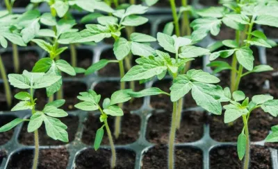 Как вырастить хорошую рассаду томатов