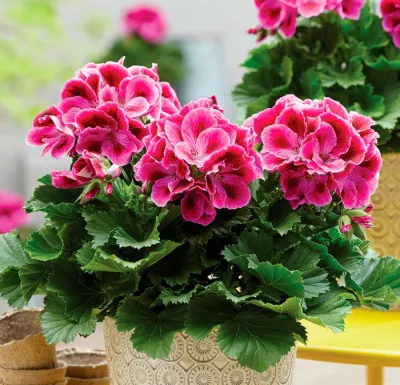 Основные правила ухода за комнатными растениями!