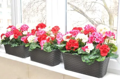 Пеларгония - пересаживаем из клумбы в кашпо