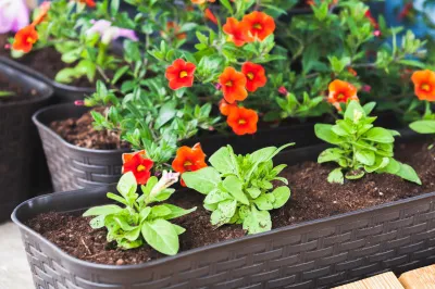 Поговорим о рассаде цветов