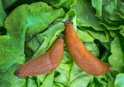 Как избавиться от слизней и муравьев?