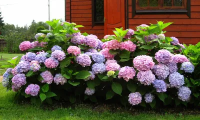Летний уход за гортензиями! Советы от гортензиевода!