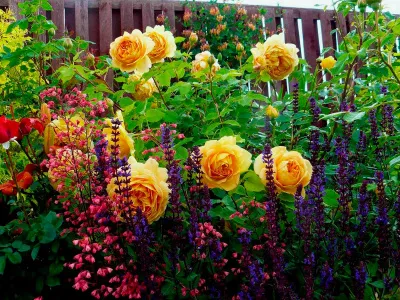 Экономим деньги - размножение понравившихся растений