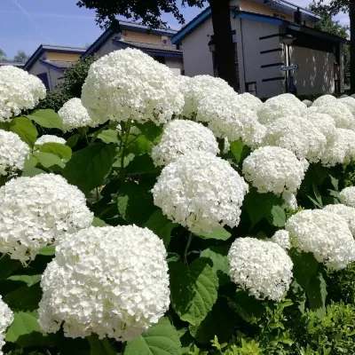 Полезные видеосоветы: формируем гортензию на штамбе, как правильно вырастить?